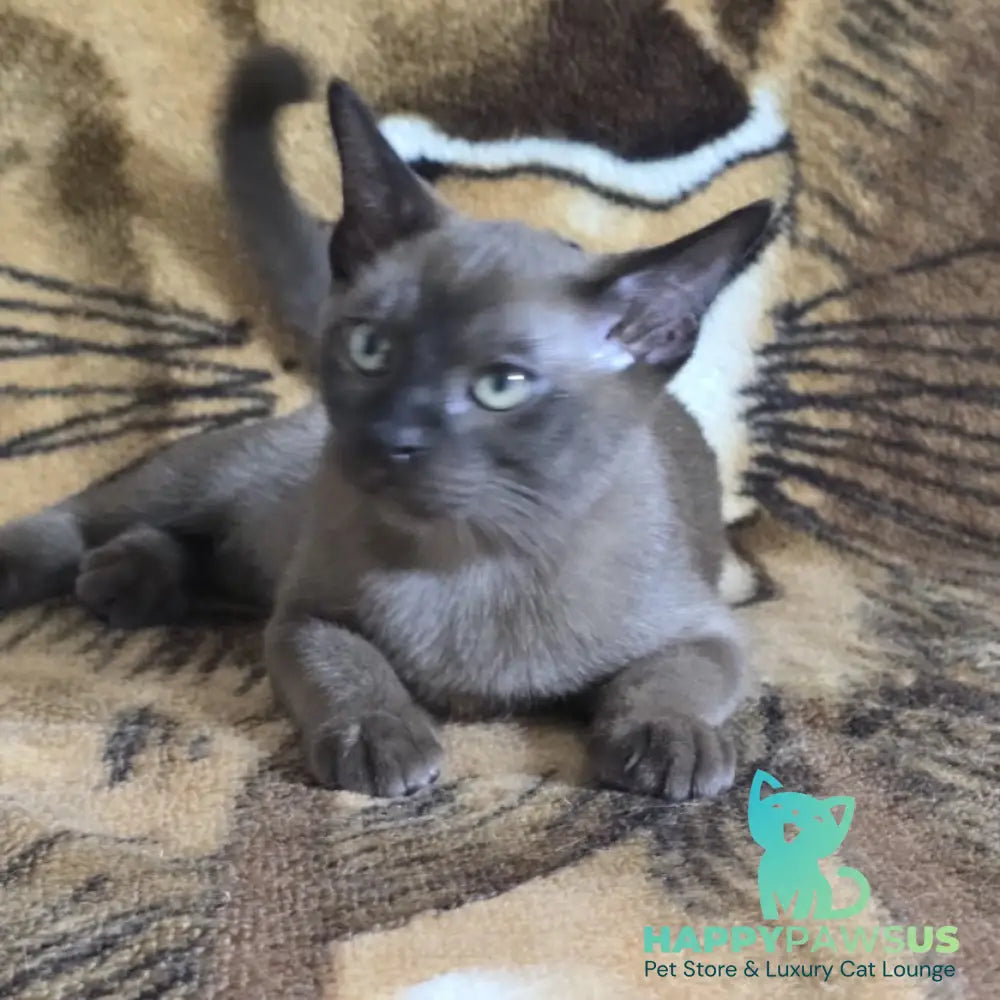 Solomon Burmese male black - live animals