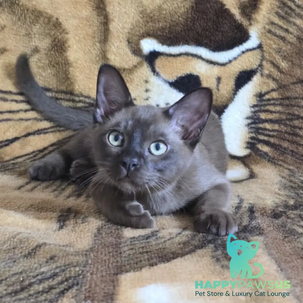 Solomon Burmese male black - live animals