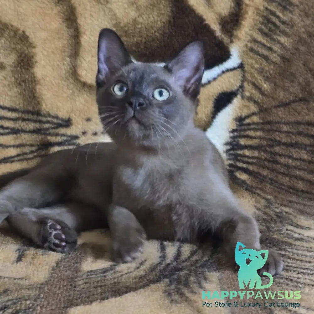 Solomon Burmese male black - live animals