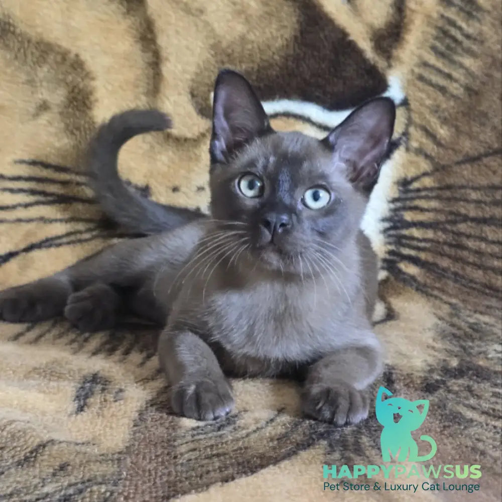 Solomon Burmese male black - live animals