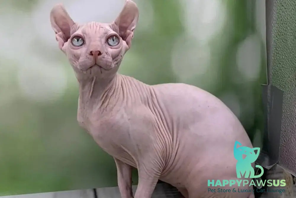 Solomon Elf male white - live animals