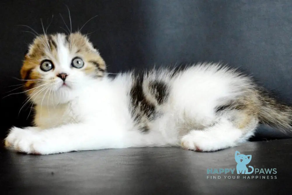 Solomon Scottish Fold male black tabby bicolour live animals
