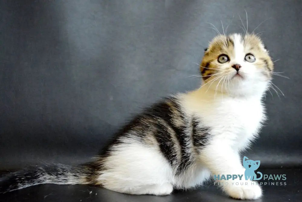 Solomon Scottish Fold male black tabby bicolour live animals