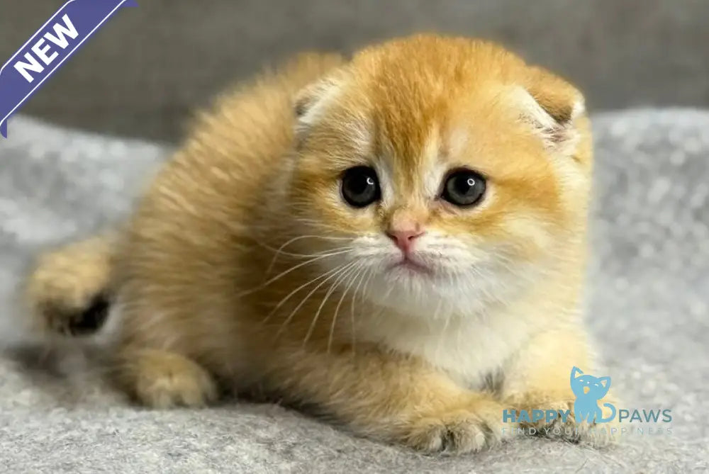 Sona Scottish Fold female black golden shaded - live animals