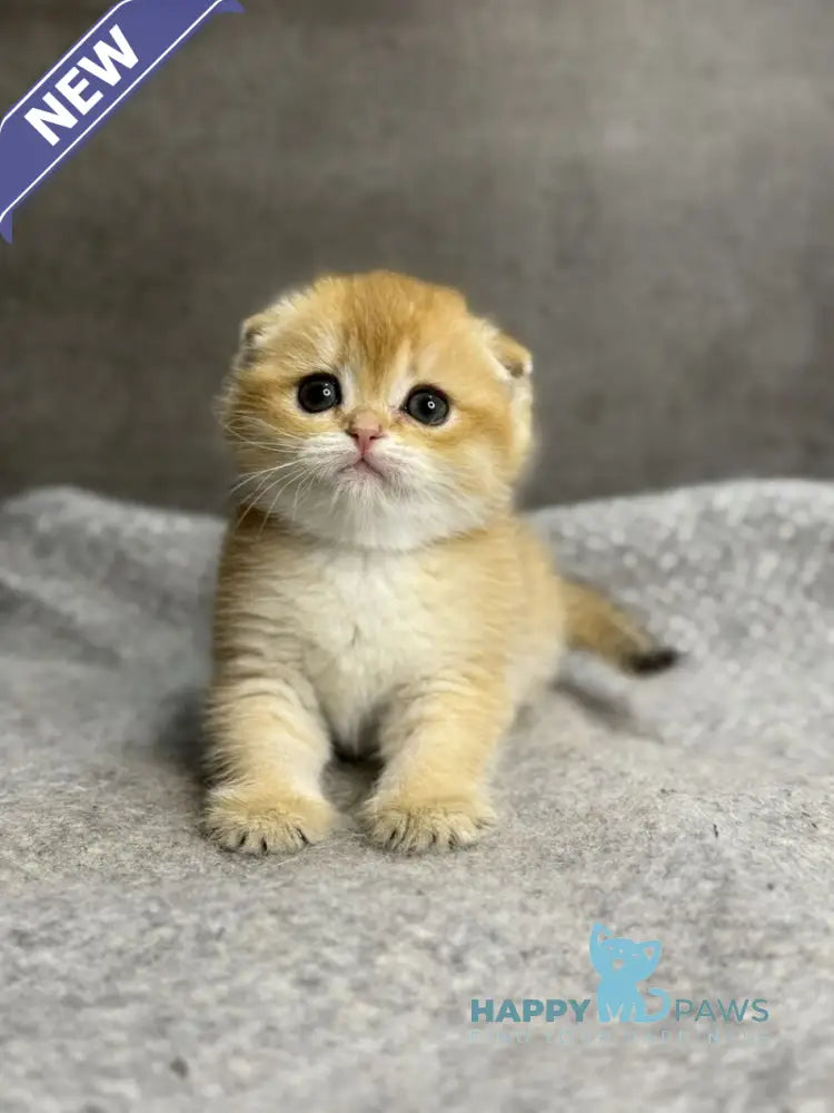 Sona Scottish Fold female black golden shaded - live animals