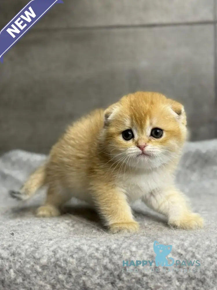 Sona Scottish Fold female black golden shaded - live animals