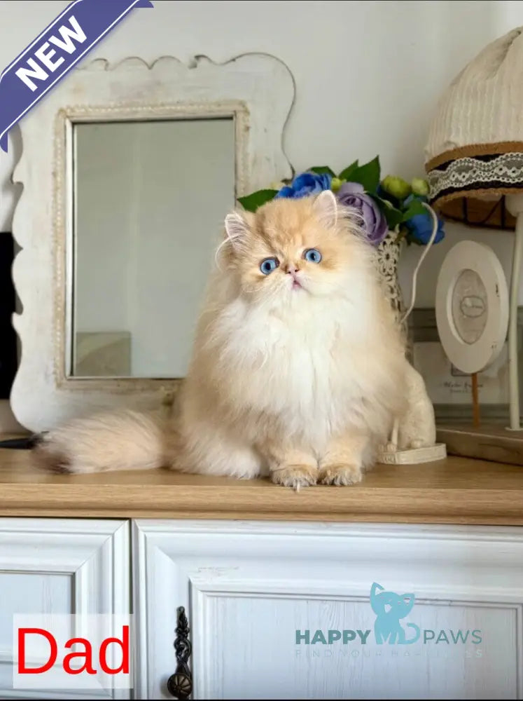 Sona Scottish Fold female black golden shaded - live animals