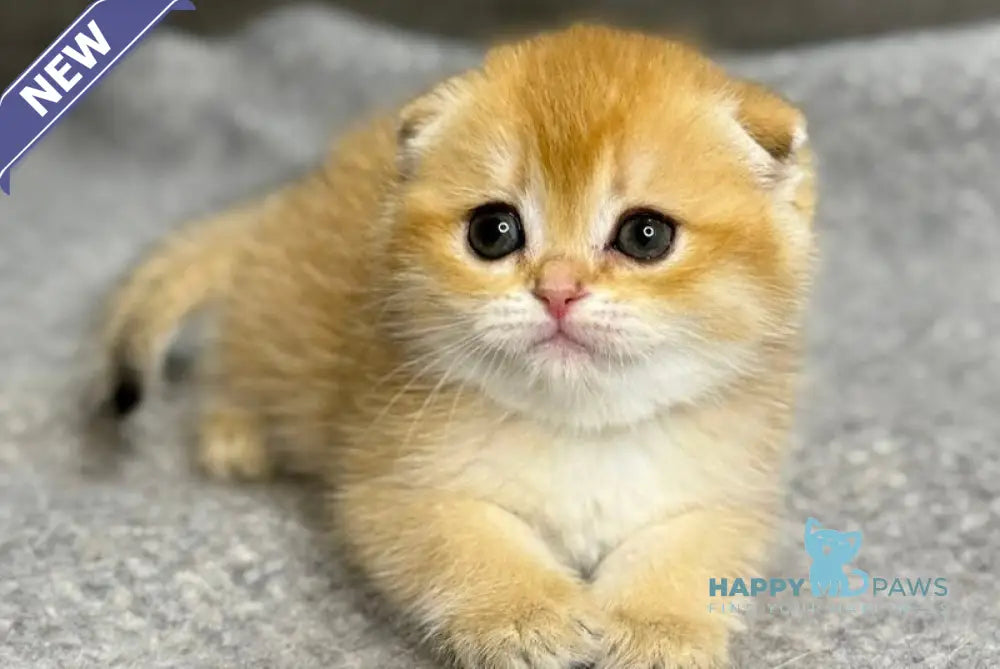 Sona Scottish Fold female black golden shaded - live animals