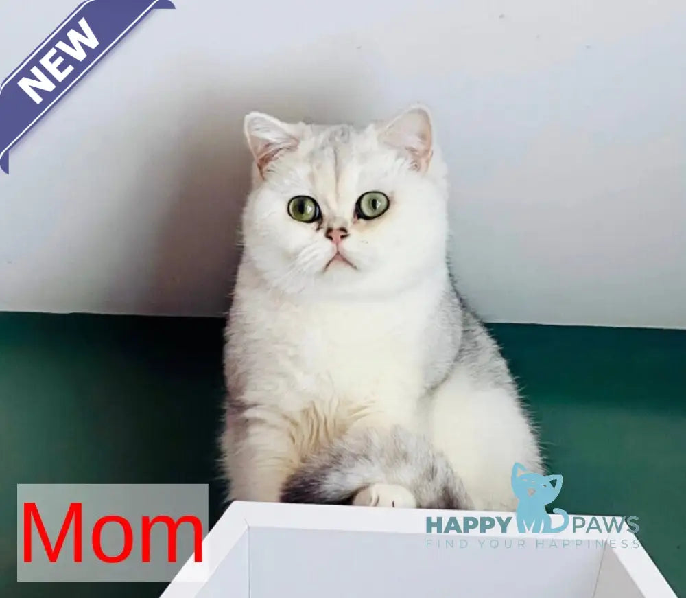 Sona Scottish Fold female black golden shaded - live animals