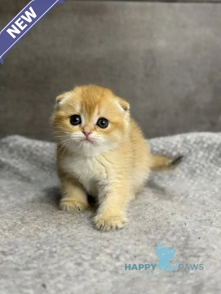 Sona Scottish Fold female black golden shaded - live animals