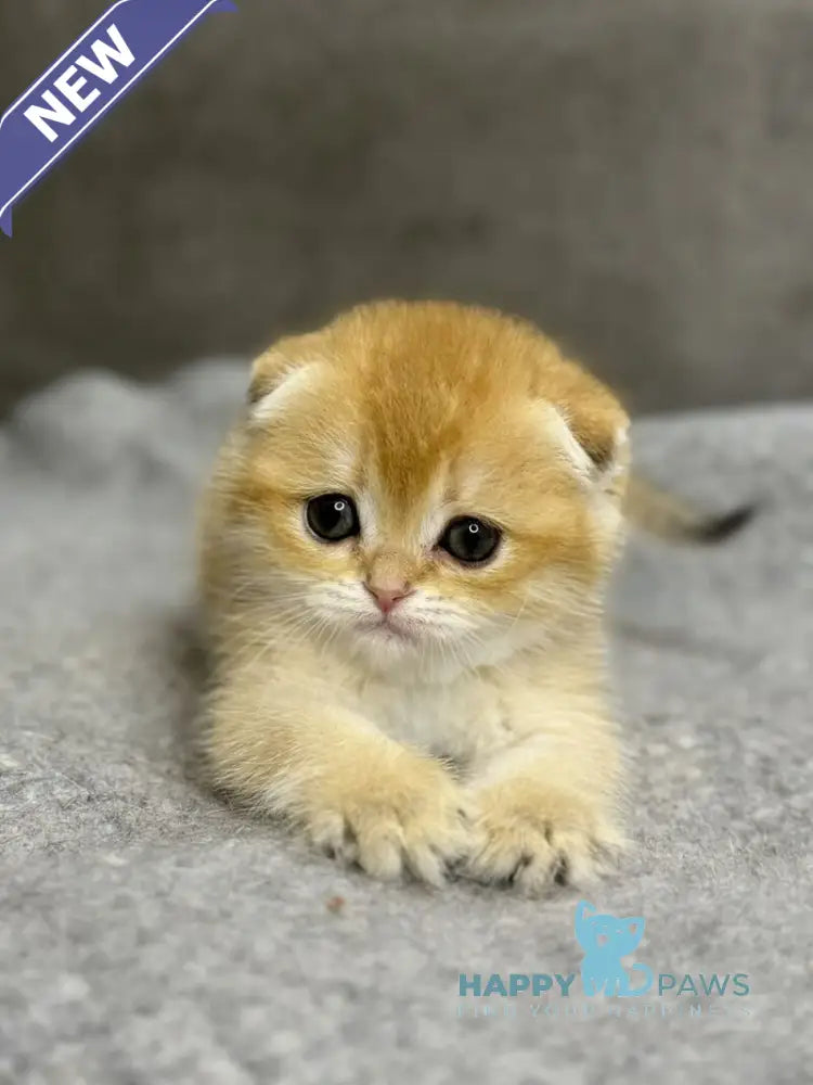 Sona Scottish Fold female black golden shaded - live animals