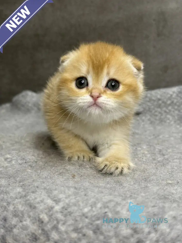 Sona Scottish Fold female black golden shaded - live animals
