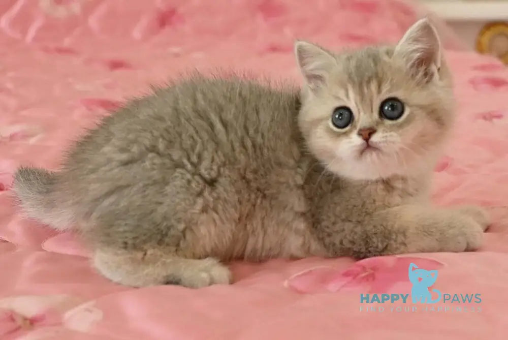 Sonay Scottish Straight female blue golden shaded live animals