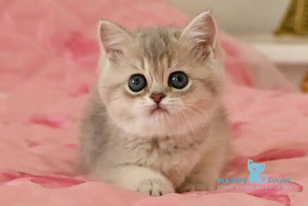 Sonay Scottish Straight female blue golden shaded live animals