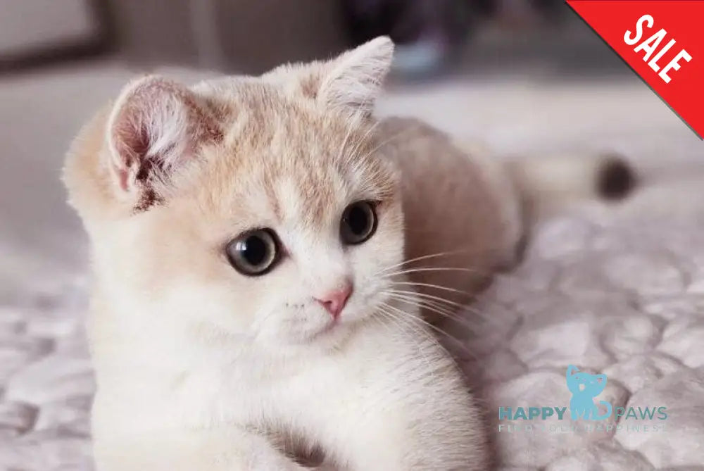 Sonic British Shorthair male blue golden chinchilla live animals