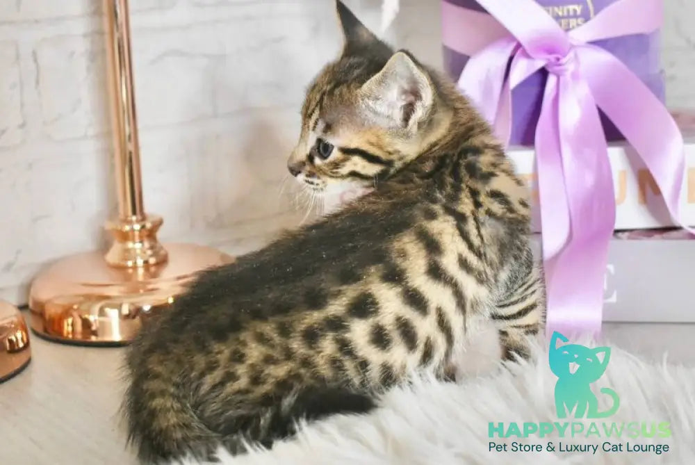 Sonic Savannah male brown spotted tabby - live animals