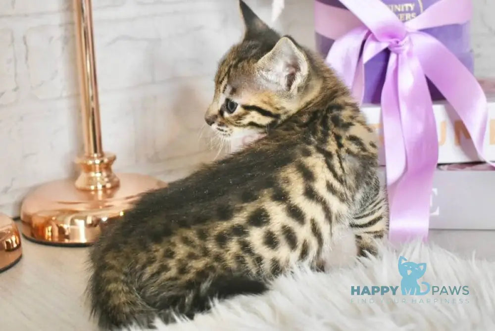 Sonic Savannah male brown spotted tabby - live animals