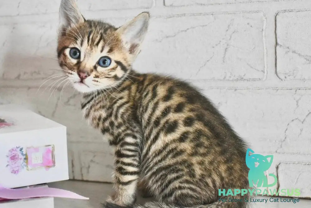 Sonic Savannah male brown spotted tabby - live animals