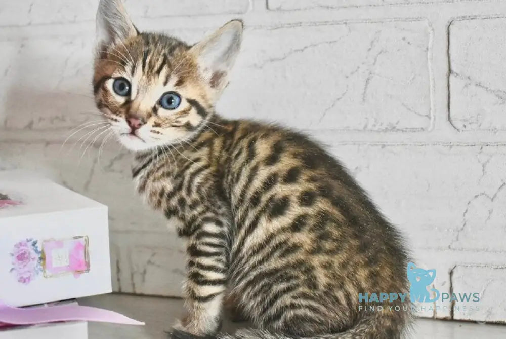 Sonic Savannah male brown spotted tabby - live animals