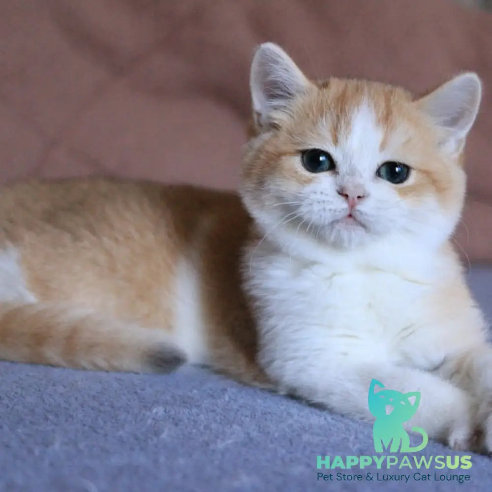 Sony British Shorthair male black golden chinchilla bicolour - live animals