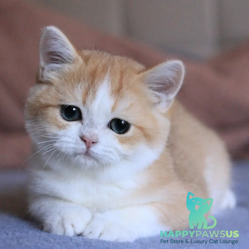 Sony British Shorthair male black golden chinchilla bicolour - live animals