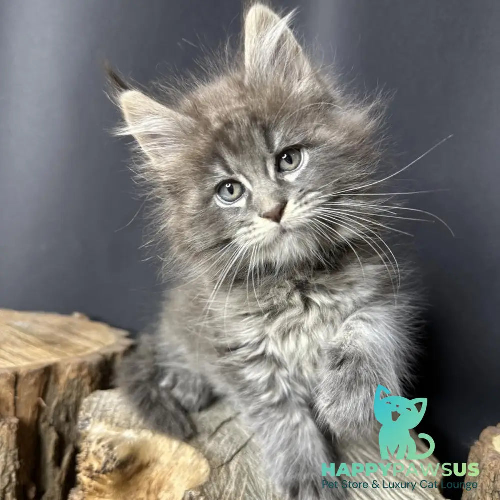 Sony Maine Coon female blue silver ticked tabby - live animals