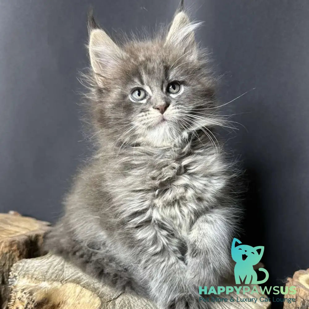 Sony Maine Coon female blue silver ticked tabby - live animals