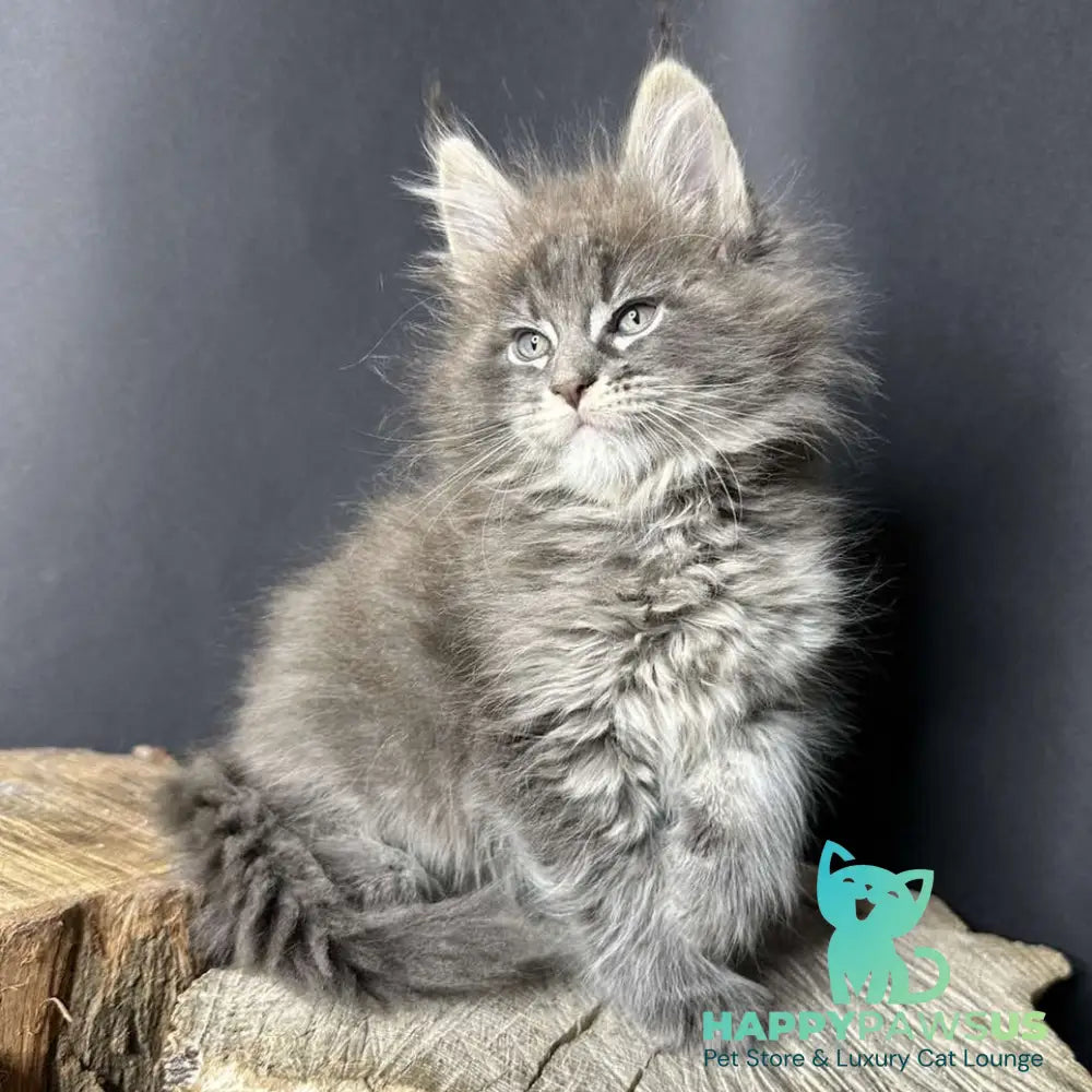 Sony Maine Coon female blue silver ticked tabby - live animals