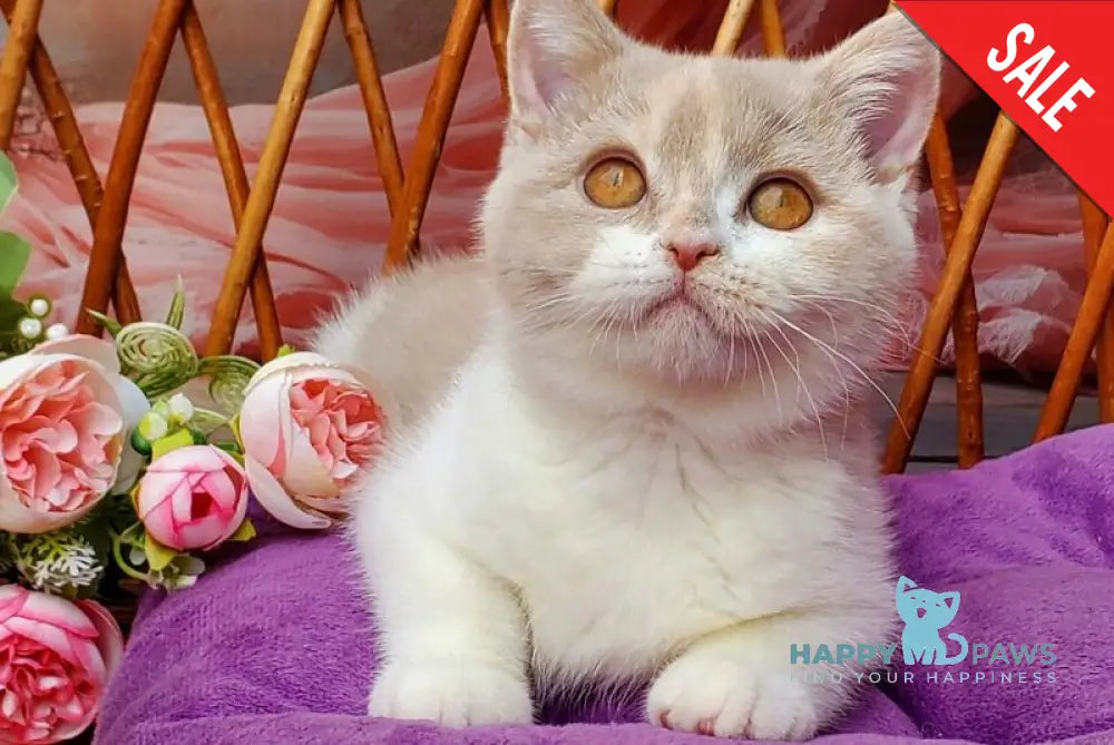 Sonya British Shorthair female fawn tortie bicolour live animals