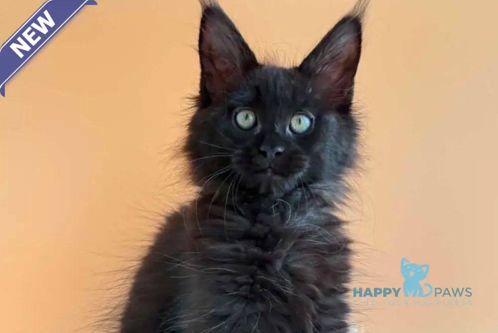 Sonya Maine Coon female black - live animals