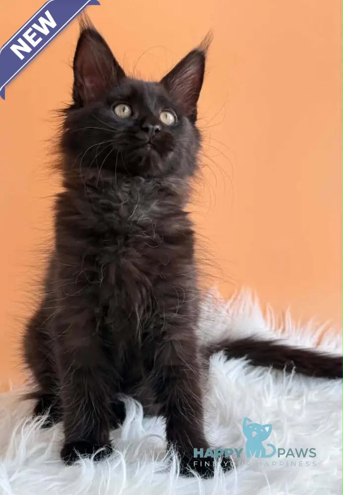Sonya Maine Coon female black - live animals