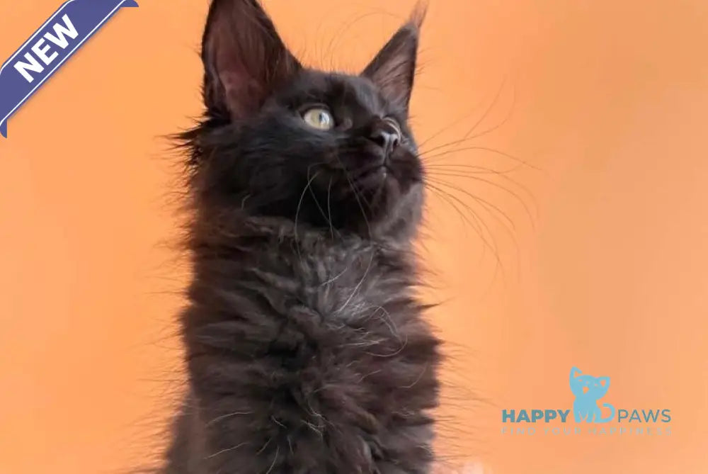 Sonya Maine Coon female black - live animals