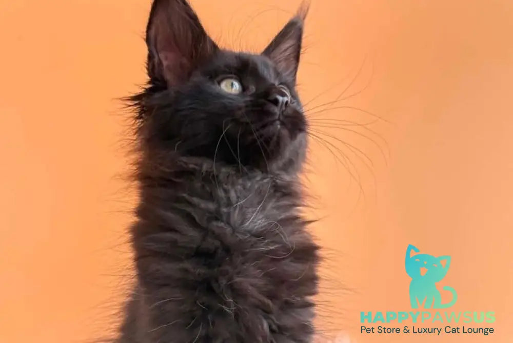 Sonya Maine Coon female black - live animals