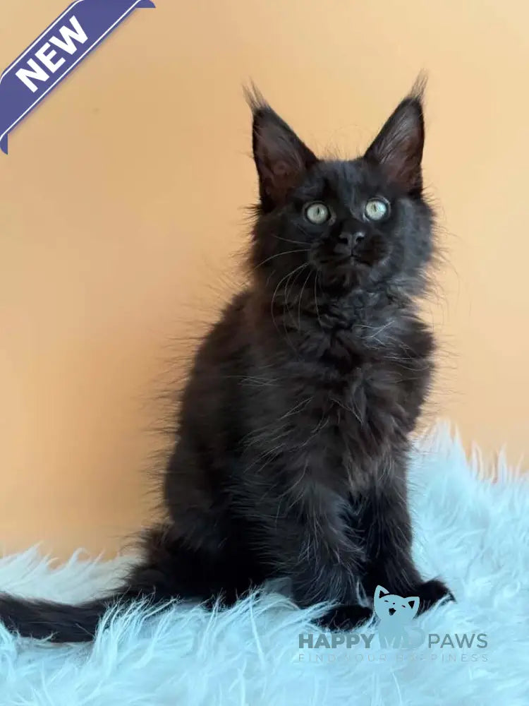 Sonya Maine Coon female black - live animals