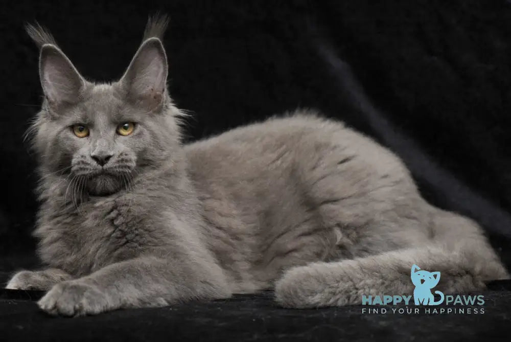Sonya Maine Coon female blue live animals