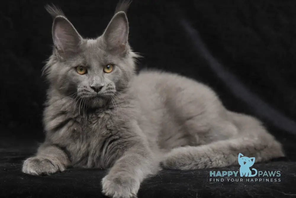 Sonya Maine Coon female blue live animals
