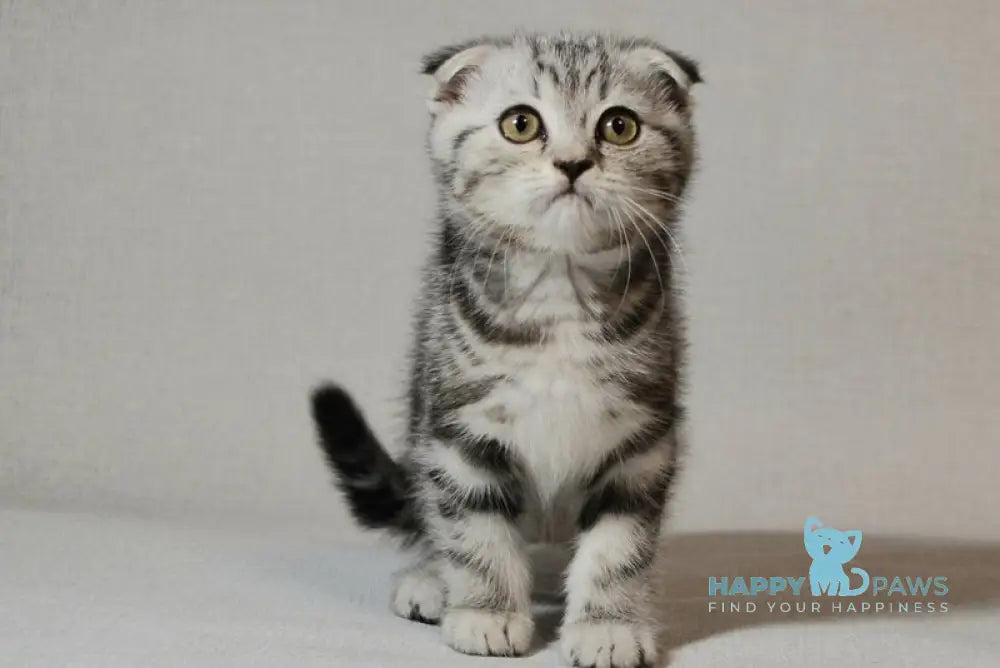 Sonya Scottish Fold female black silver tabby - live animals