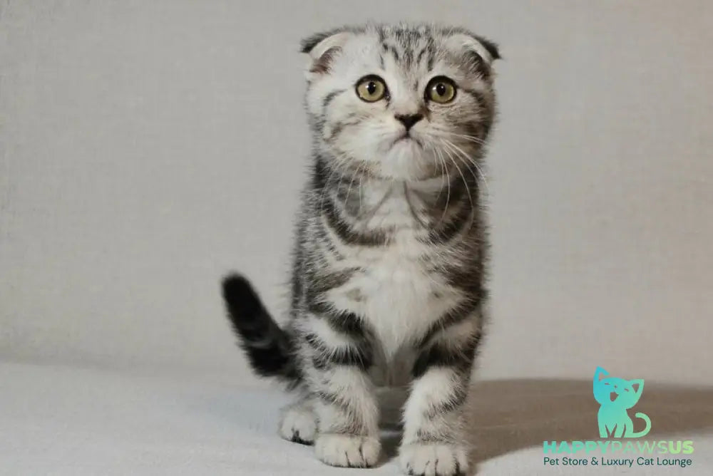 Sonya Scottish Fold female black silver tabby - live animals