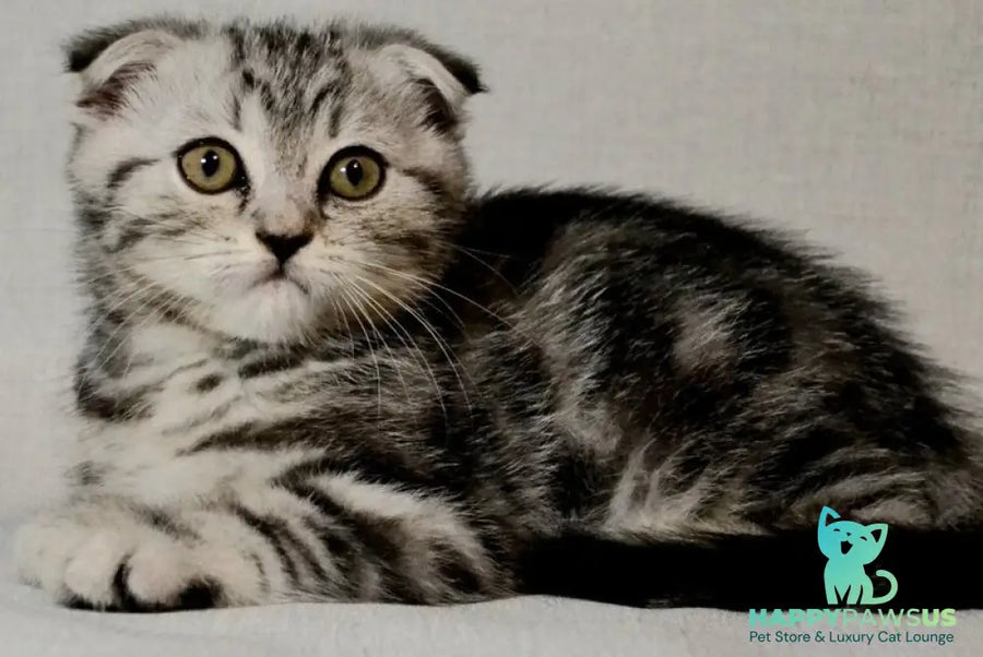 Sonya Scottish Fold female black silver tabby - live animals