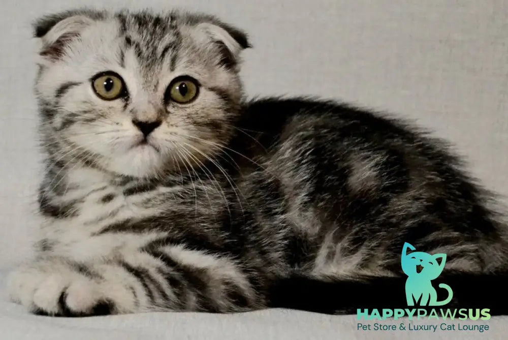 Sonya Scottish Fold female black silver tabby - live animals