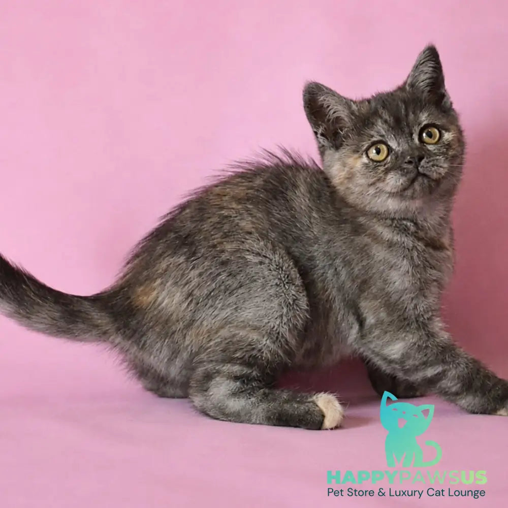 Sonya Scottish Straight female black tortie silver - live animals