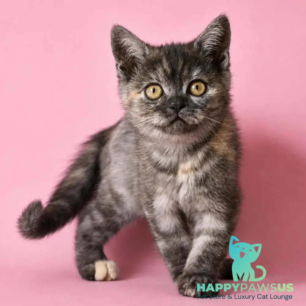 Sonya Scottish Straight female black tortie silver - live animals