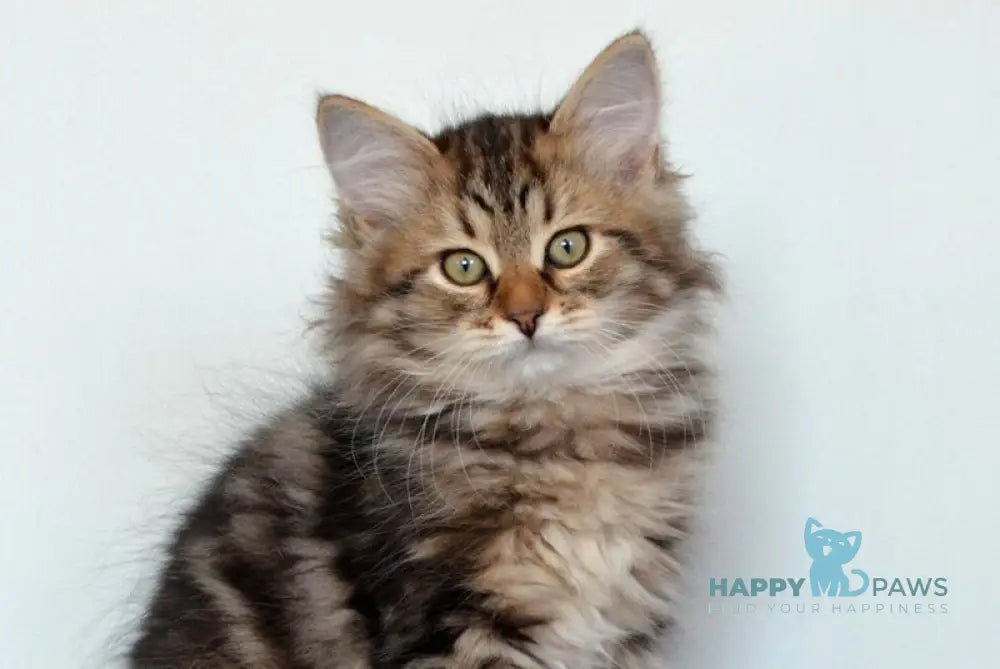 Sophia Siberian female black tabby live animals