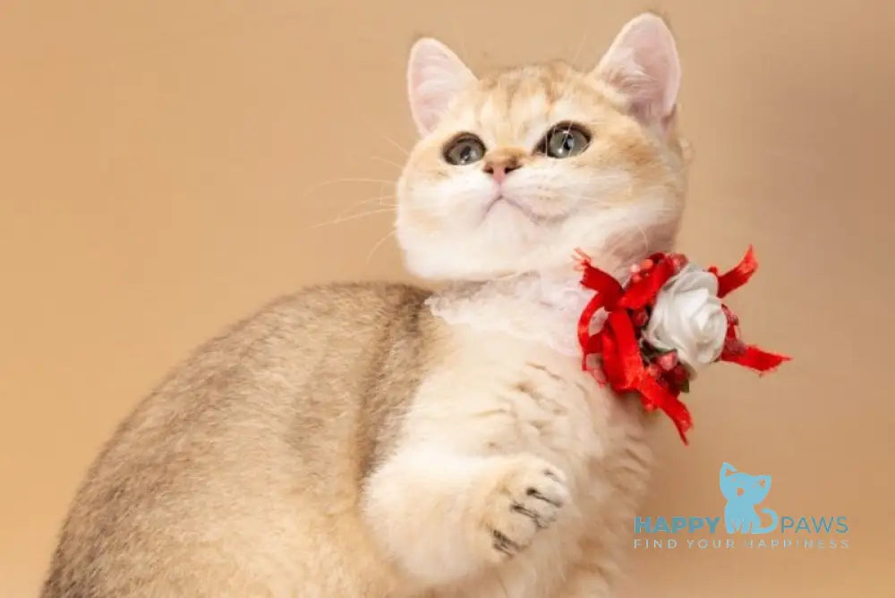 Sophie British Shorthair female black golden shaded live animals