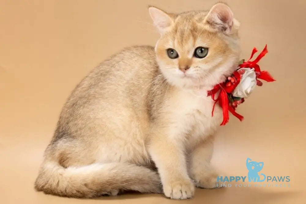 Sophie British Shorthair female black golden shaded live animals