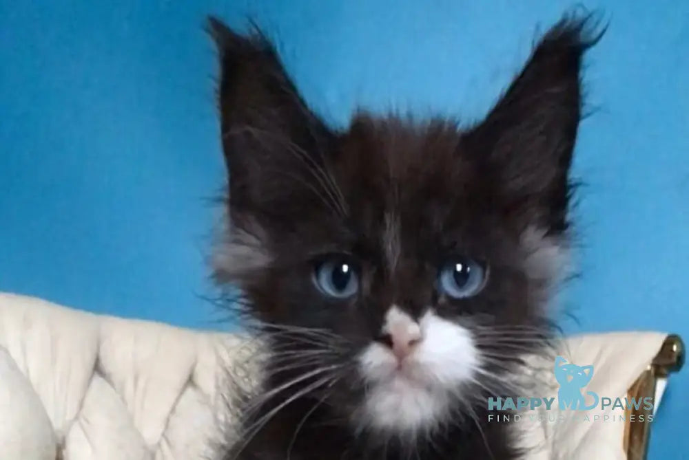 Spark Maine Coon male black with white live animals