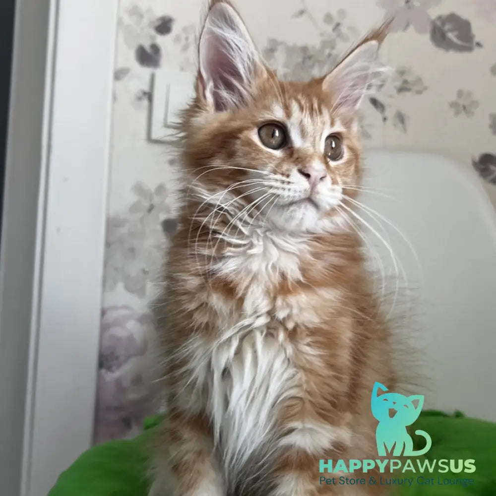 Sparky Maine Coon male red tabby - live animals