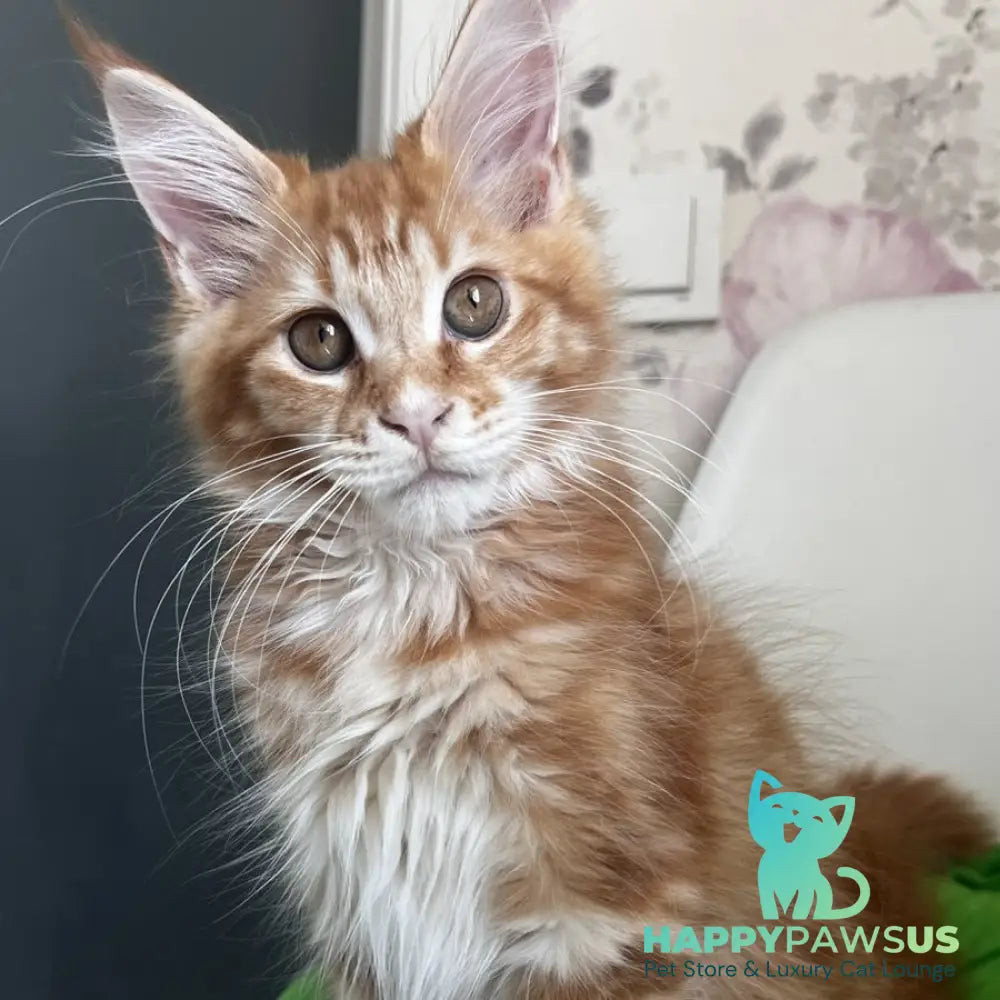 Sparky Maine Coon male red tabby - live animals