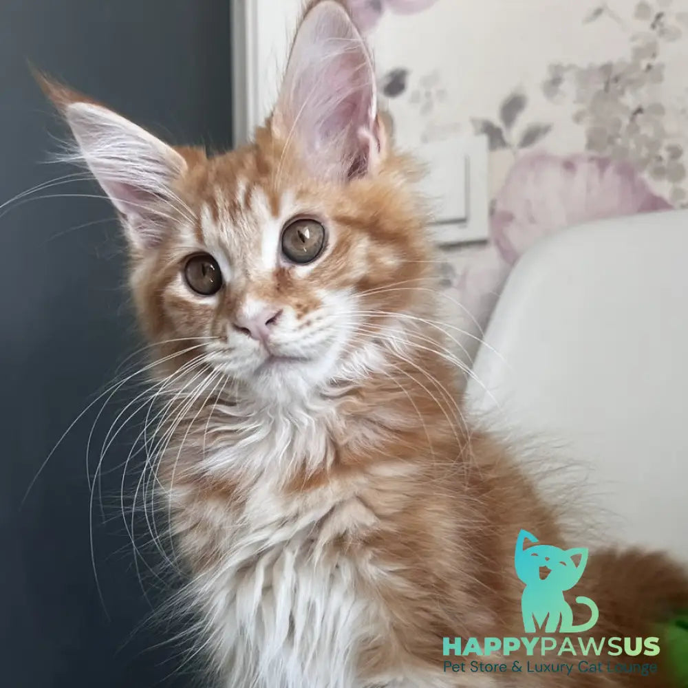 Sparky Maine Coon male red tabby - live animals