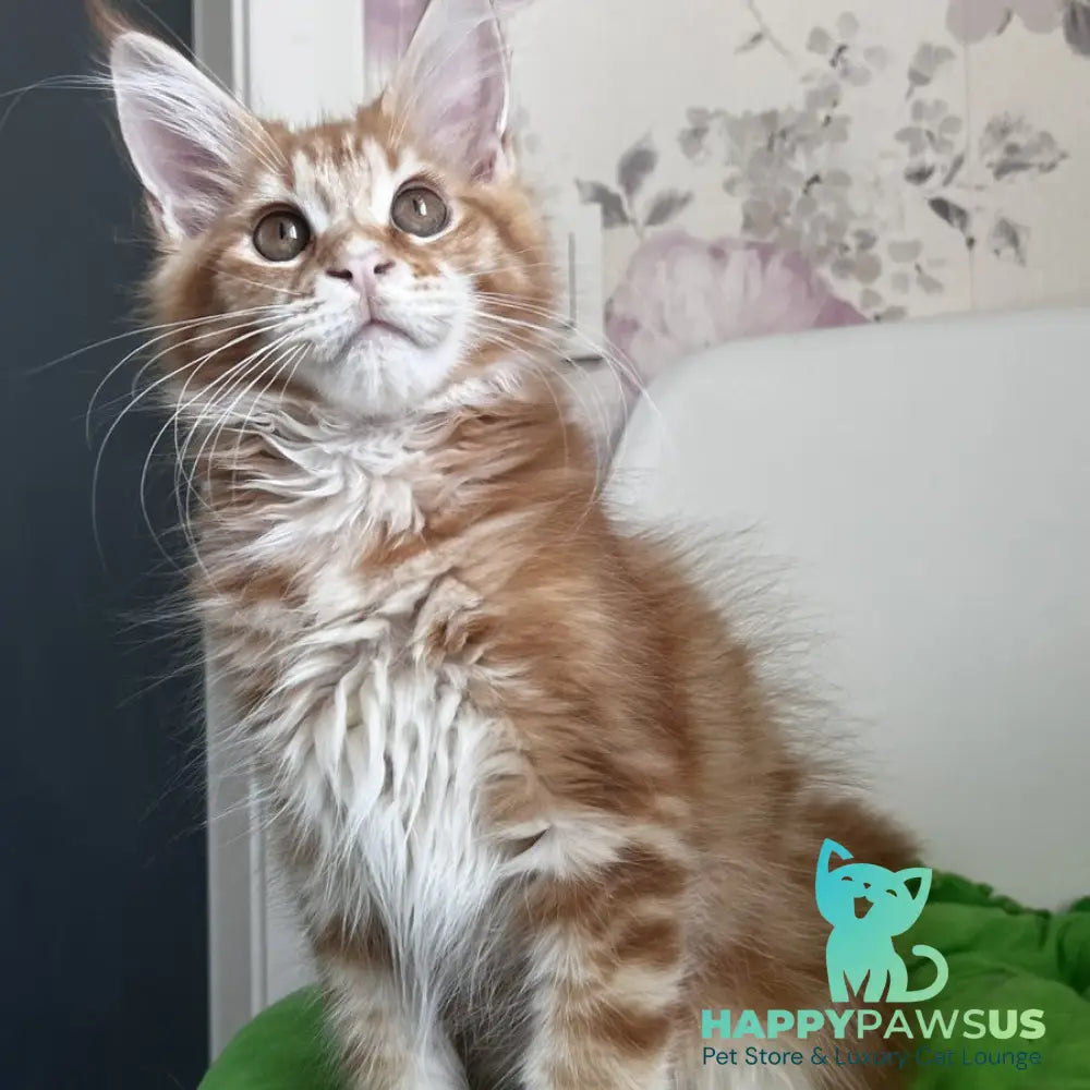 Sparky Maine Coon male red tabby - live animals